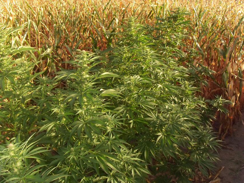 Guerilla Growing: Cannabis Anbau getarnt im Maisfeld