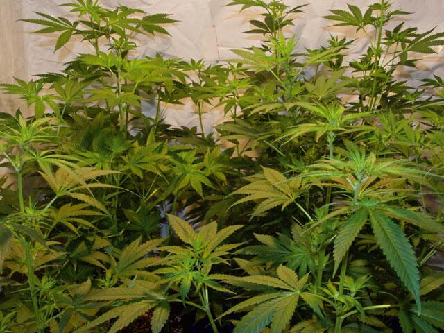 „Jeder Cannabis-Konsum ist medizinisch“